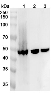 Anti-Human a1AT/Serpin A1/SERPINA1 Polyclonal Antibody in WB Assay