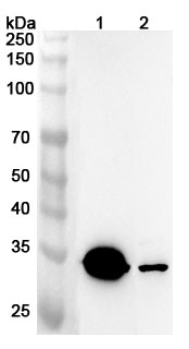 Anti-Human ACOT7 Polyclonal Antibody binds to Recombinant Human ACOT7 Protein, N-His in WB Assay