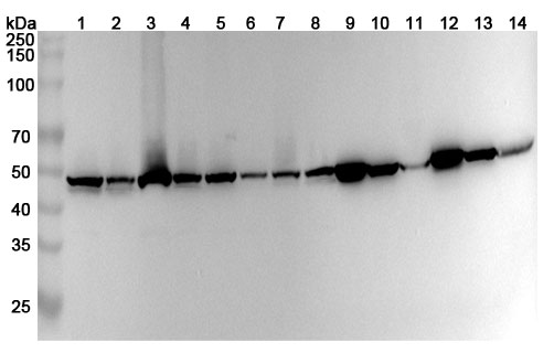 Anti-Human ACTR3 Polyclonal Antibody binds to Recombinant Human ACTR3 Protein, N-His in WB Assay