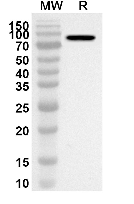 Anti-Human AKAP8 Polyclonal Antibody binds to Recombinant Human AKAP8 Protein, N-GST in WB Assay
