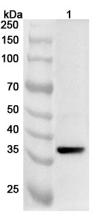 Anti-Human AKR1C2 Polyclonal Antibody binds to Recombinant Human AKR1C2 Protein, N-His in WB Assay