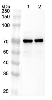Anti-Human ALAS1 Polyclonal Antibody binds to Recombinant Human ALAS1 Protein, N-His in WB Assay