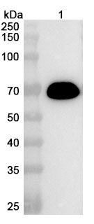 Anti-Human ALB VHH (SAA1019) in WB Assay