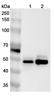 Anti-Human ALDH3A2 Polyclonal Antibody binds to Recombinant Human ALDH3A2 Protein, N-His in WB Assay