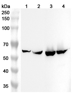 Anti-Human ALDH4A1 Polyclonal Antibody binds to Recombinant Human ALDH4A1 Protein, N-His in WB Assay