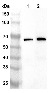 Anti-Human AMFR Polyclonal Antibody binds to Recombinant Human AMFR Protein, N-His in WB Assay