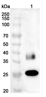 Anti-Human AQP1/Aquaporin-1 Polyclonal Antibody binds to Recombinant Human AQP1, N-GST in WB Assay