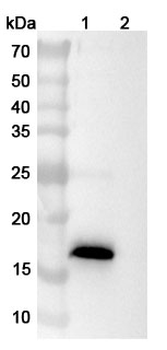 Anti-Human AREG Antibody (ABS1537) binds to Human AREG Recombinant Protein, N-GST & C-His in WB Assay