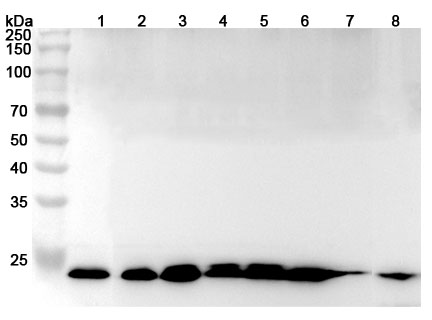 Anti-Human ARHGDIB Polyclonal Antibody binds to Recombinant Human ARHGDIB Protein, N-His in WB Assay