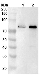 Anti-Human ARID3A Polyclonal Antibody binds to Recombinant Human ARID3A Protein, N-His in WB Assay