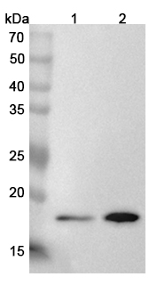Anti-Human ARL3 Polyclonal Antibody binds to Recombinant Human ARL3 Protein, N-His in WB Assay