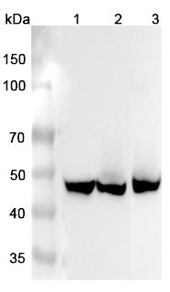 Anti-Human ASS1 Polyclonal Antibody binds to Recombinant Human ASS1 Protein, N-His in WB Assay