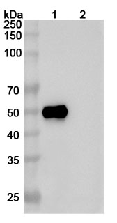 Anti-Human ATF4/CREB2 Antibody (SAA0818) binds to Recombinant Human ATF4 Protein, N-His in WB Assay