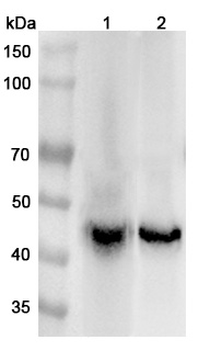 Anti-Human ATP1B1 Polyclonal Antibody binds to Recombinant Human ATP1B1 Protein, N-His in WB Assay