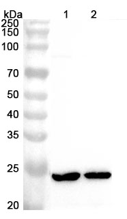 Anti-Human ATP5PB Polyclonal Antibody binds to Human ATP5PB Recombinant Protein, N-His in WB Assay