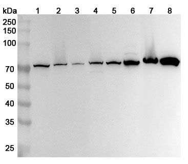 Anti-Human ATP6V1A Polyclonal Antibody binds to Recombinant Human ATP6V1A Protein, N-His in WB Assay