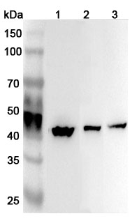 Anti-Human ATP6V1C1 Polyclonal Antibody binds to Human ATP6V1C1 Recombinant Protein, N-His in WB Assay