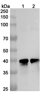 Anti-Human B3GNT6 Polyclonal Antibody binds to Human B3GNT6 Recombinant Protein, N-His in WB Assay