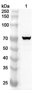Anti-Human B4GALNT1 Polyclonal Antibody binds to Human B4GALNT1 Recombinant Protein, N-His in WB Assay