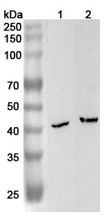 Anti-Human B4GALT6 Polyclonal Antibody binds to Recombinant Human B4GALT6 Protein, N-His in WB Assay