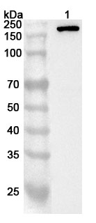 Anti-Human BAZ1A Polyclonal Antibody binds to Human BAZ1A Recombinant Protein, N-His in WB Assay