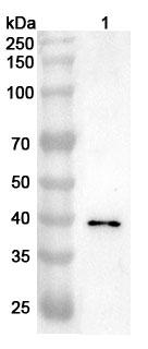 Anti-Human BUB3 Polyclonal Antibody binds to Recombinant Human BUB3 Protein, N-His in WB Assay