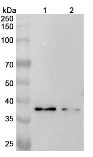 Anti-Human CACNG3 Polyclonal Antibody binds to Recombinant Human CACNG3 Protein, N-GST & C-His in WB Assay