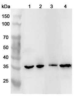 Anti-Human CAMLG Polyclonal Antibody binds to Recombinant Human CAMLG Protein, N-His in WB Assay
