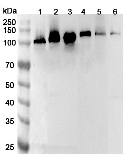 Anti-Human CAPRIN1 Polyclonal Antibody binds to Human CAPRIN1 Recombinant Protein, N-His in WB Assay