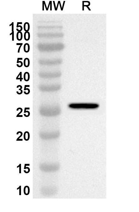 Anti-Human CAVIN1 Polyclonal Antibody binds to Human CAVIN1 Recombinant Protein, N-His in WB Assay