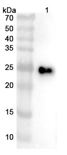 Anti-Human CD137/TNFRSF9/4-1BB VHH (SAA1117) binds to Mouse CD137 recombinant protein in WB Assay