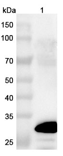 Anti-Human CD182/CXCR2 VHH (SAA1360) binds to Human CD182/CXCR2 Recombinant Protein, C-Fc in WB Assay