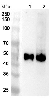 Anti-Human CD2 Polyclonal Antibody binds to Recombinant Human CD2 Protein, N-His in WB Assay