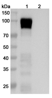 Anti-Human CD256/TNFSF13 Polyclonal Antibody in WB Assay
