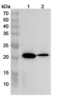 Anti-Human CD300E Polyclonal Antibody binds to Human CD300e recombinant protein in WB Assay