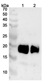 Anti-Human CD354/TREM1 (PY159) binds to Human CD354/TREM1 Recombinant Protein, C-Fc in WB Assay