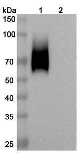 Anti-Human CD66a/CEACAM1 Antibody (SAA0761) binds to CD66a recombinant protein in WB Assay