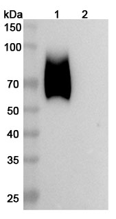 Anti-Human CD66e/CEA/CEACAM5 Antibody (CCMB18) binds to CD66e Recombinant Protein in WB Assay