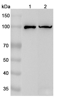 Anti-Human CD68 Polyclonal Antibody binds to Recombinant Mouse CD68 Protein, N-His in WB Assay