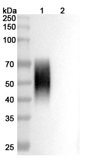 Anti-Human CD86/B7-2 Antibody (3D1) in WB Assay