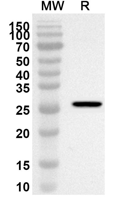 Anti-Human CDC25C Polyclonal Antibody binds to Human CDC25C Recombinant Protein, N-His in WB Assay