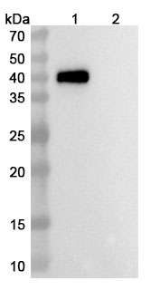 Anti-Human CDH3/P-cadherin & CD3E Monoclonal Antibody (PF 6671008) binds to Human CDH3 Recombinant Protein, N-His in WB Assay