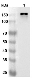 Anti-Human CEMIP-1 Polyclonal Antibody in WB Assay
