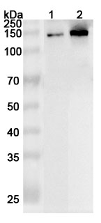 Anti-Human CEP131 Polyclonal Antibody binds to Recombinant Human CEP131 Protein, N-His in WB Assay