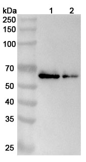 Anti-Human CEP55 Polyclonal Antibody binds to Recombinant Human CEP55 Protein, N-His in WB Assay