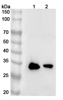 Anti-Human CHCHD6 Polyclonal Antibody binds to Recombinant Human CHCHD6 Protein, N-His in WB Assay