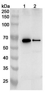 Anti-Human CHEK1 Polyclonal Antibody binds to Human CHEK1 Recombinant Protein, N-His in WB Assay
