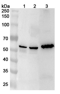 Anti-Human CHKA Polyclonal Antibody binds to Recombinant Human CHKA Protein, N-His in WB Assay