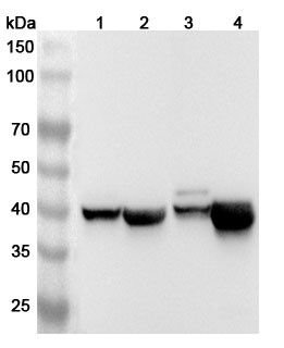 Anti-Human CKMT2 Polyclonal Antibody binds to CKMT2, N-His, recombinant protein in WB Assay