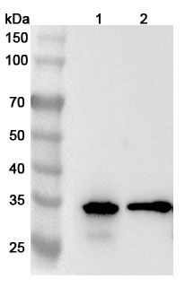 Anti-Human CNN1 Polyclonal Antibody binds to Recombinant Human CNN1 Protein, N-His-SUMO in WB Assay
